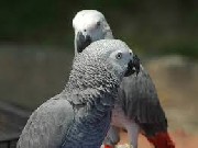 Papagaios do cinza africano e ovos férteis