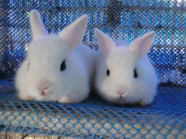 Foto 1 - Mini coelhos