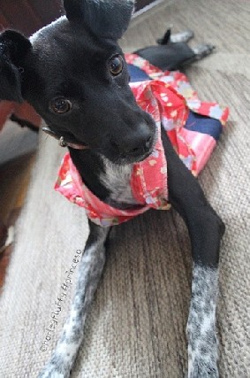 Foto 1 - Vendedor representante moda pet roupas cachorro